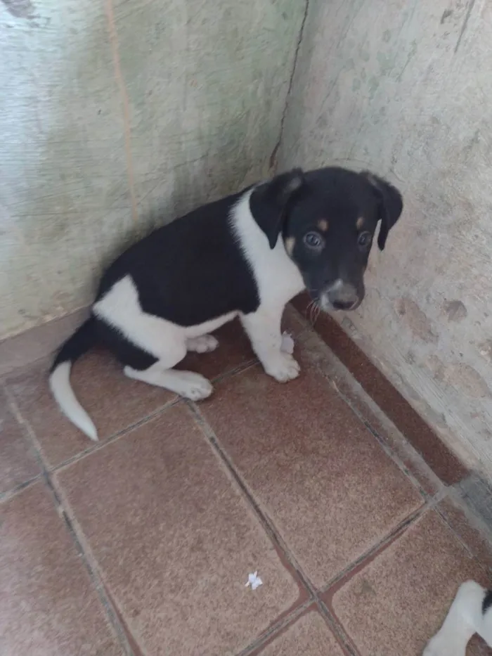 Cachorro ra a Rottweiler+Vira lata idade Abaixo de 2 meses nome Sem nome 