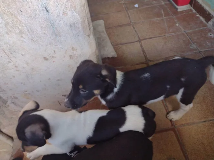 Cachorro ra a Rottweiler+Vira lata idade Abaixo de 2 meses nome Sem nome 