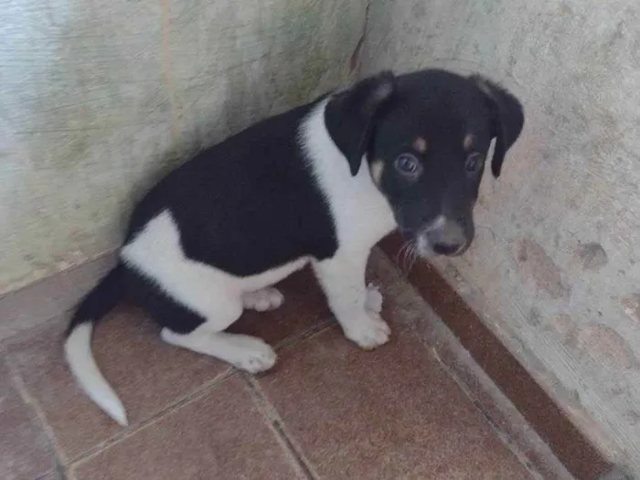 Cachorro ra a Rottweiler+Vira lata idade Abaixo de 2 meses nome Sem nome 