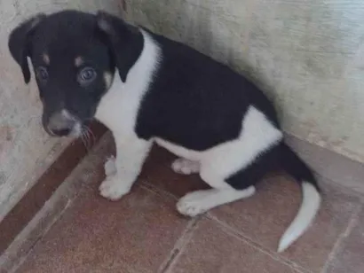 Cachorro raça Rottweiler+Vira lata idade Abaixo de 2 meses nome Sem nome 
