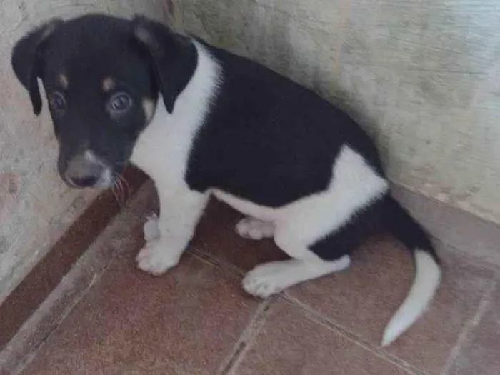 Cachorro ra a Rottweiler+Vira lata idade Abaixo de 2 meses nome Sem nome 