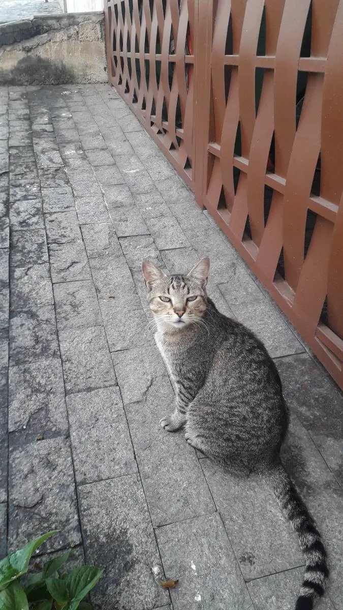 Gato ra a Srd idade 1 ano nome Gatinho