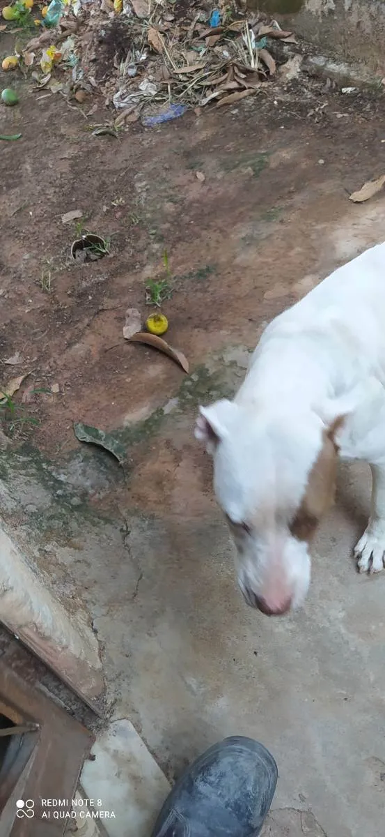 Cachorro ra a Pitbull  idade 2 anos nome Alana