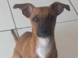 Cachorro raça Jack russell  idade 7 a 11 meses nome Marley 