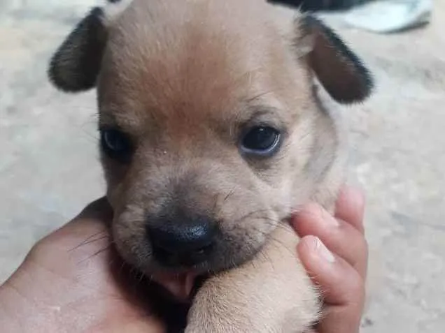 Cachorro ra a Vira latra idade 7 a 11 meses nome Nicc