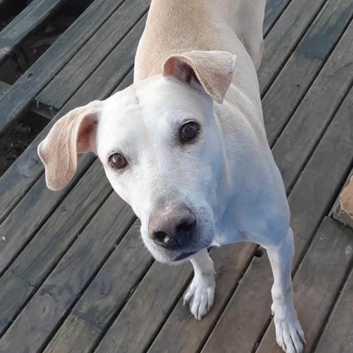 Cachorro ra a Labrador  idade 2 anos nome Show 