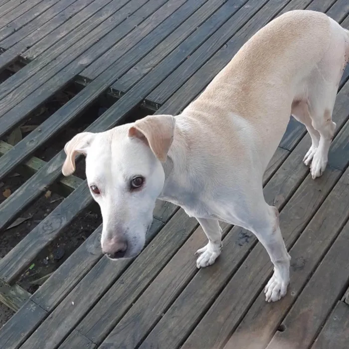 Cachorro ra a Labrador  idade 2 anos nome Show 