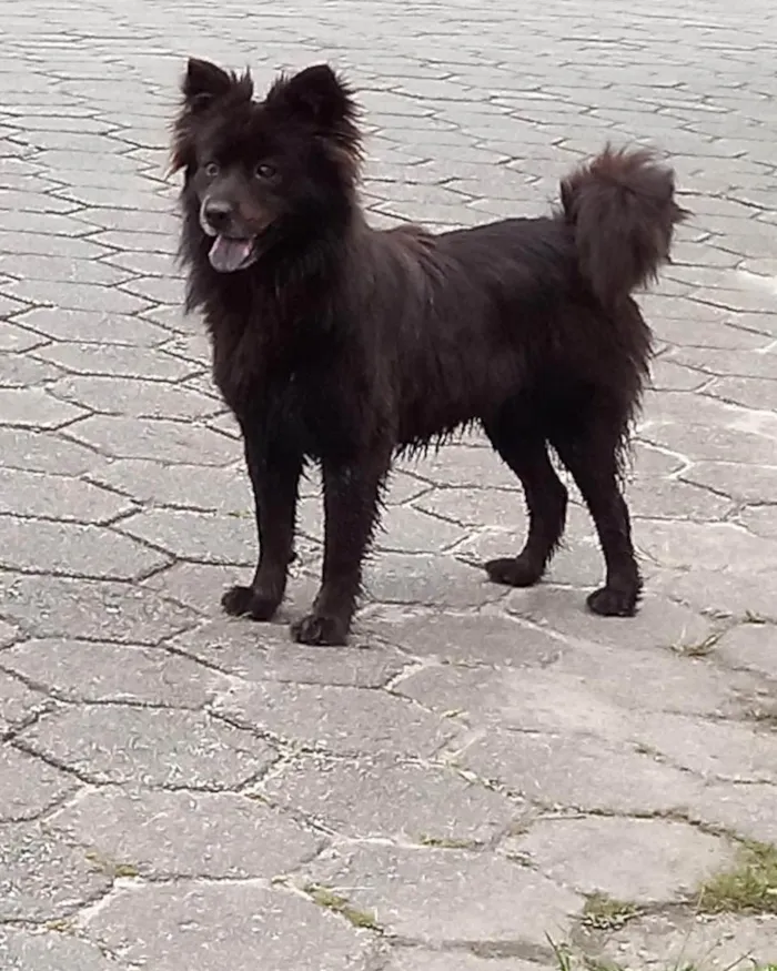 Cachorro ra a Chow chow/ Border colier  idade 3 anos nome Não sei 