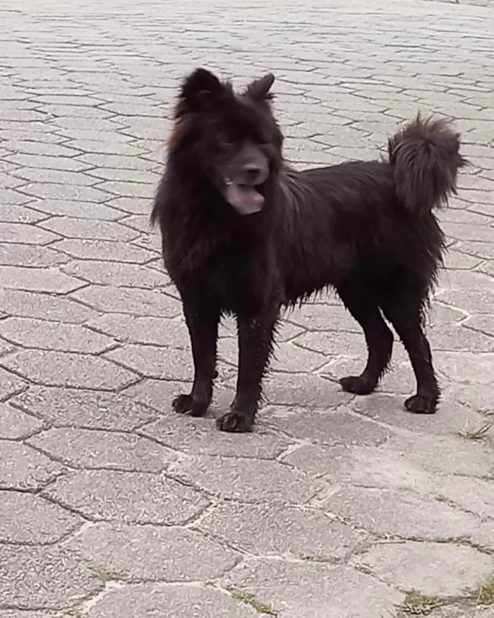 Cachorro ra a Chow chow/ Border colier  idade 3 anos nome Não sei 