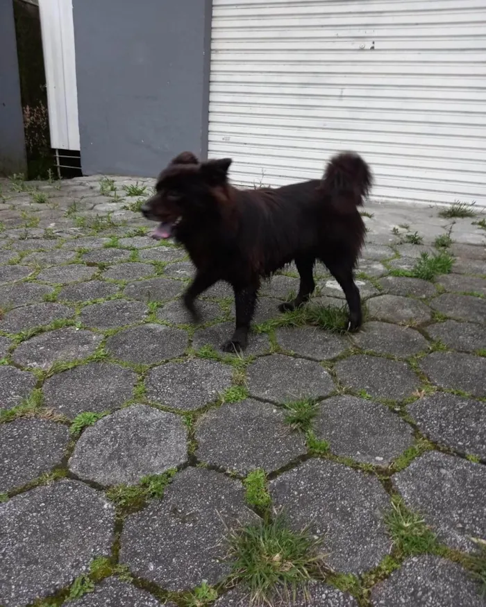 Cachorro ra a Chow chow/ Border colier  idade 3 anos nome Não sei 