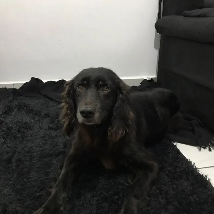 Cachorro ra a MIX GOLDEN idade 5 anos nome FOFINHA