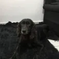 FOFINHA