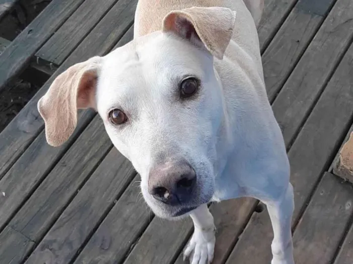 Cachorro ra a Labrador  idade 2 anos nome Show 