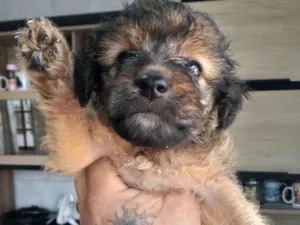 Cachorro raça  idade 2 a 6 meses nome Não sei 