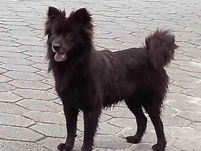 Cachorro ra a Chow chow/ Border colier  idade 3 anos nome Não sei 