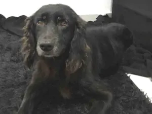 Cachorro raça MIX GOLDEN idade 5 anos nome FOFINHA