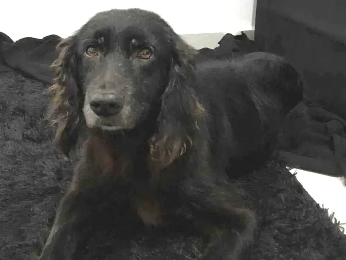 Cachorro ra a MIX GOLDEN idade 5 anos nome FOFINHA
