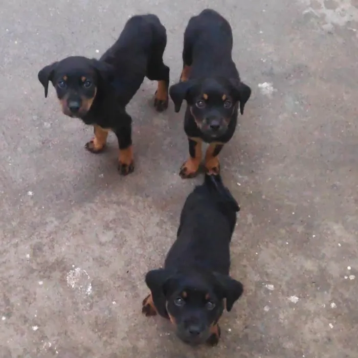 Cachorro ra a Rotweiller (misto) idade Abaixo de 2 meses nome Filhotes 
