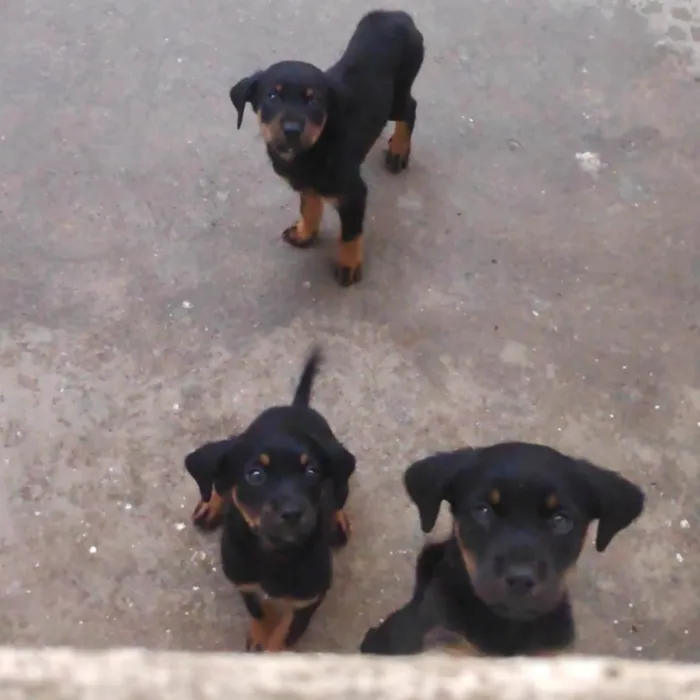 Cachorro ra a Rotweiller (misto) idade Abaixo de 2 meses nome Filhotes 