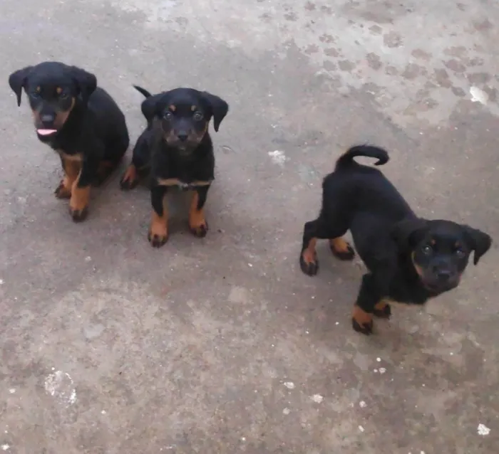 Cachorro ra a Rotweiller (misto) idade Abaixo de 2 meses nome Filhotes 