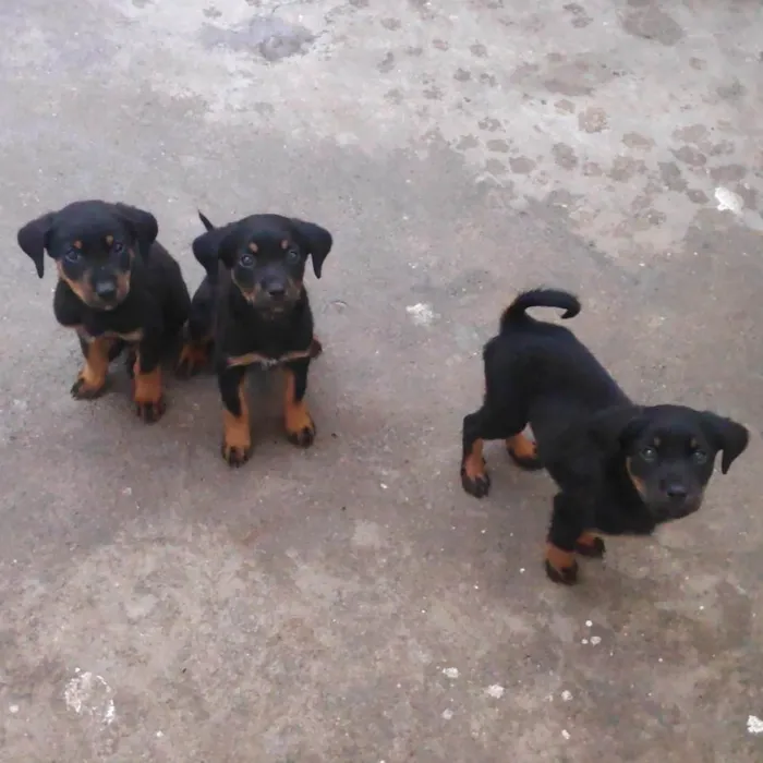 Cachorro ra a Rotweiller (misto) idade Abaixo de 2 meses nome Filhotes 