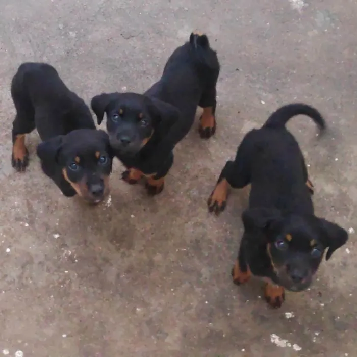 Cachorro ra a Rotweiller (misto) idade Abaixo de 2 meses nome Filhotes 
