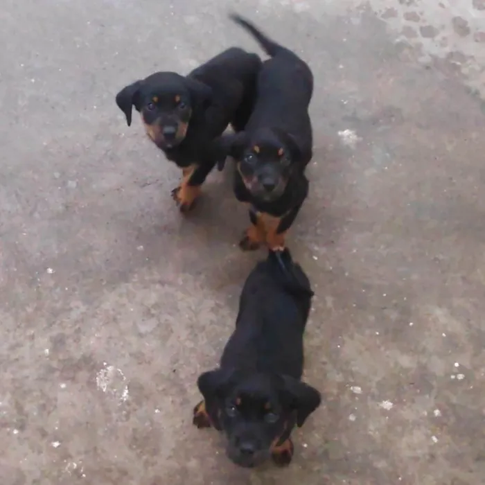 Cachorro ra a Rotweiller (misto) idade Abaixo de 2 meses nome Filhotes 