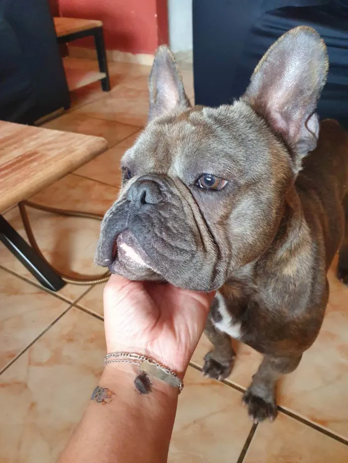 Cachorro ra a Buldogue frances idade 7 a 11 meses nome Chales