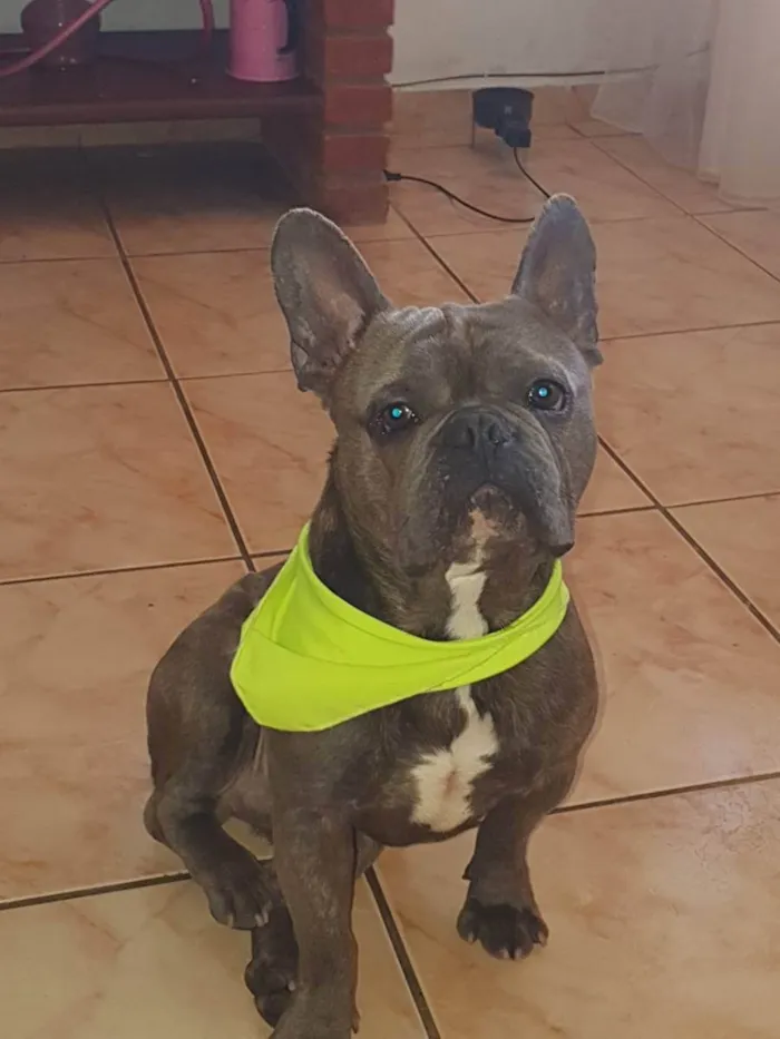 Cachorro ra a Buldogue frances idade 7 a 11 meses nome Chales