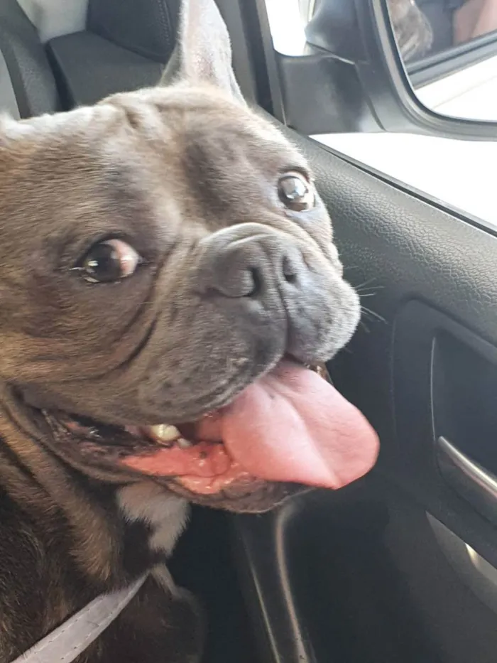 Cachorro ra a Buldogue frances idade 7 a 11 meses nome Chales