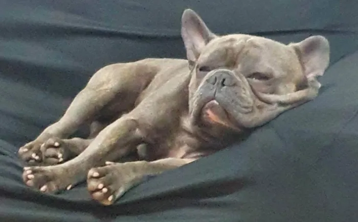Cachorro ra a Buldogue frances idade 7 a 11 meses nome Chales