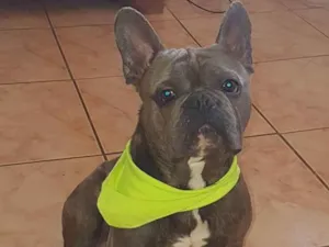 Cachorro raça Buldogue frances idade 7 a 11 meses nome Chales