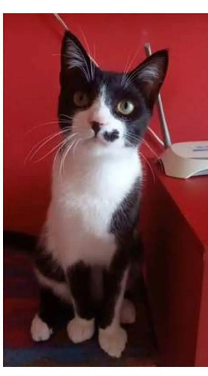Gato ra a srd frajolinha  idade 7 a 11 meses nome LEVI