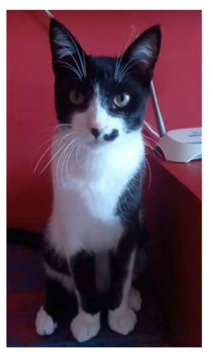 Gato ra a srd frajolinha  idade 7 a 11 meses nome LEVI