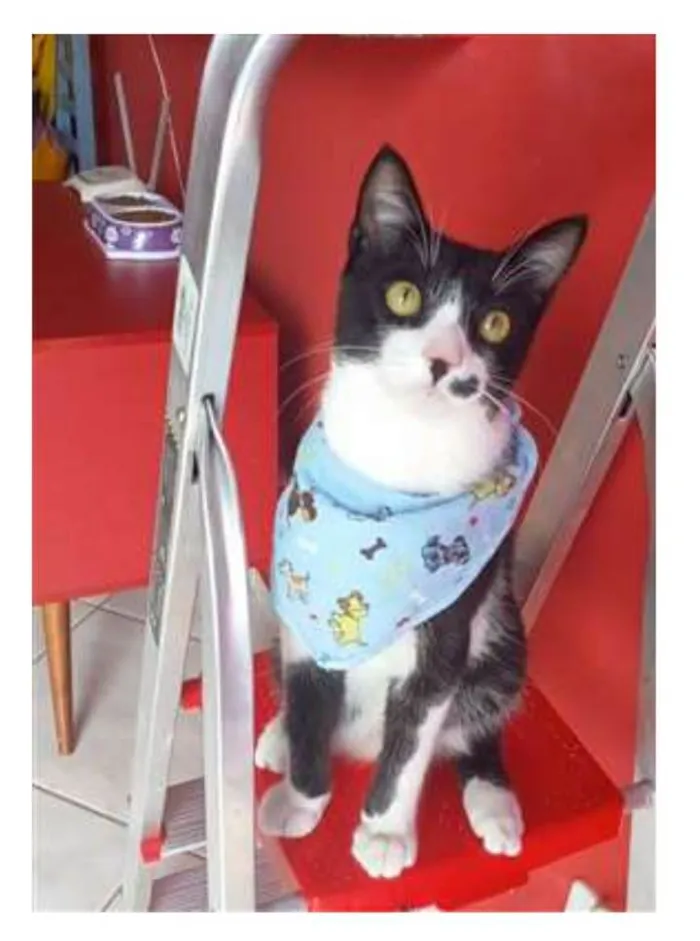 Gato ra a srd frajolinha  idade 7 a 11 meses nome LEVI