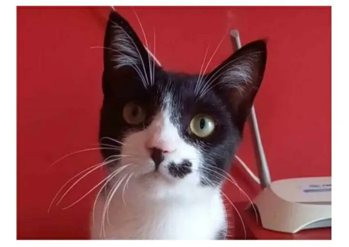 Gato ra a srd frajolinha  idade 7 a 11 meses nome LEVI