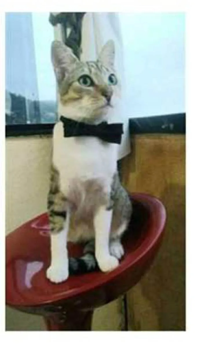 Gato ra a srd bicolor idade 1 ano nome PEDRINHO