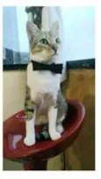 PEDRINHO