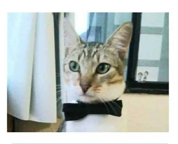 Gato ra a srd bicolor idade 1 ano nome PEDRINHO