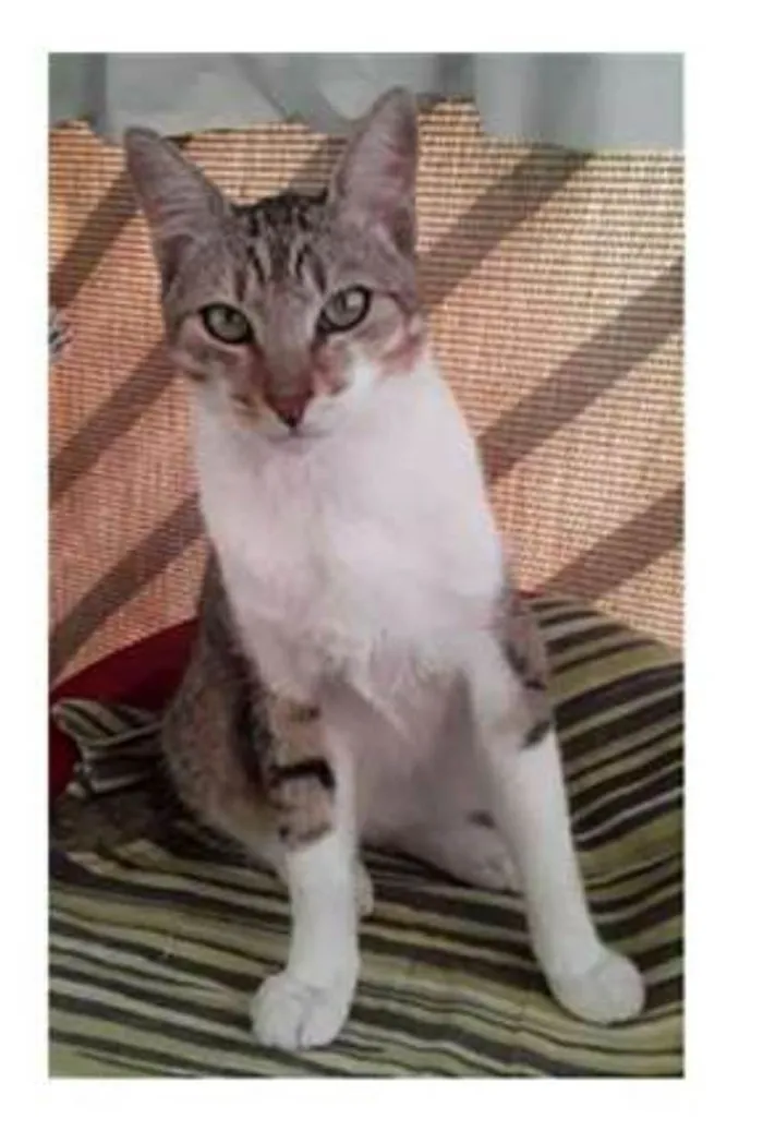 Gato ra a srd bicolor idade 1 ano nome PEDRINHO