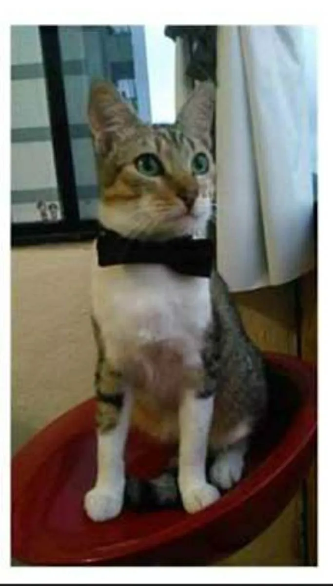 Gato ra a srd bicolor idade 1 ano nome PEDRINHO