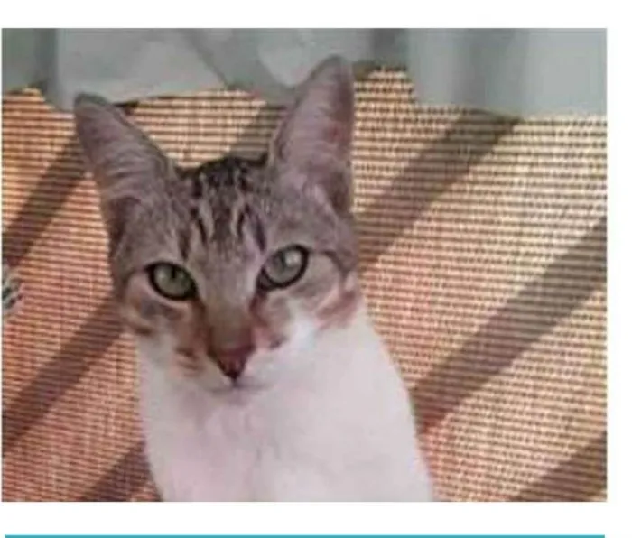 Gato ra a srd bicolor idade 1 ano nome PEDRINHO
