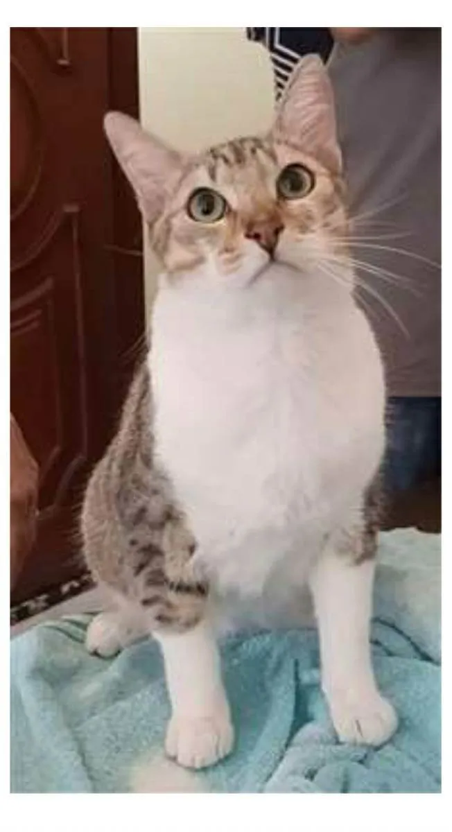 Gato ra a srd bicolor idade 1 ano nome PEDRINHO
