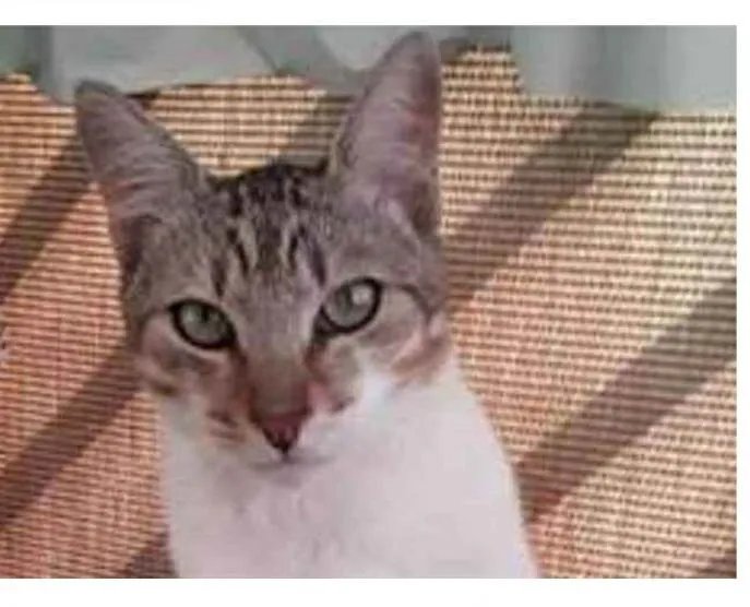 Gato ra a srd bicolor idade 1 ano nome PEDRINHO