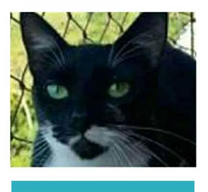 Gato ra a srd frajolinha  idade 1 ano nome ELISA