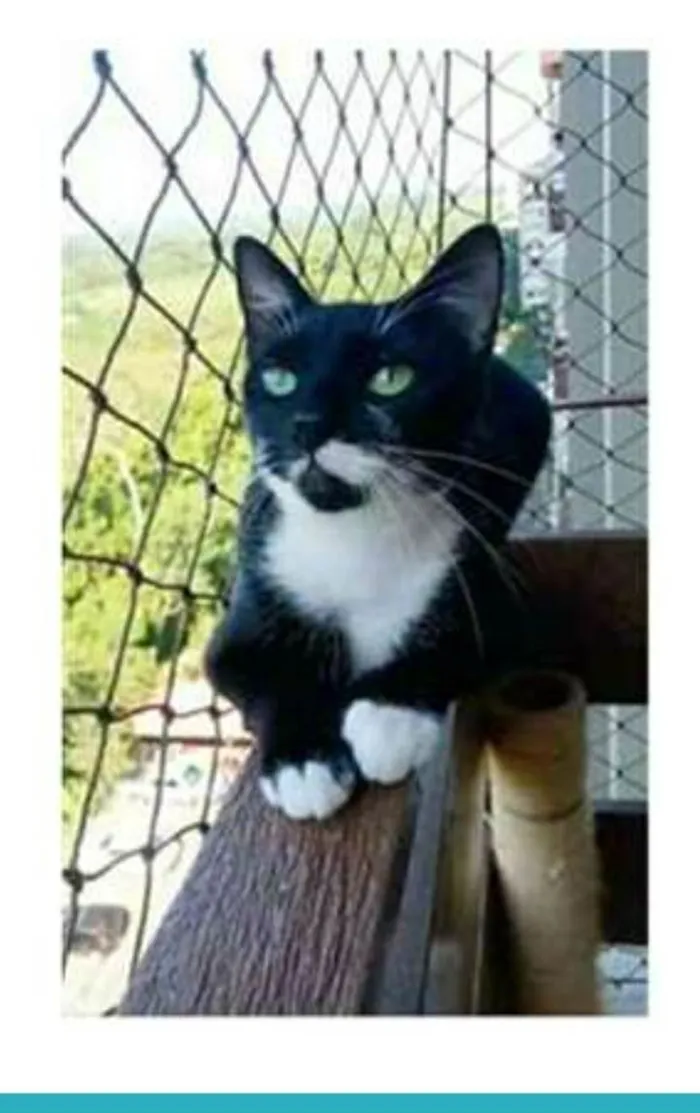 Gato ra a srd frajolinha  idade 1 ano nome ELISA