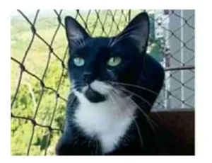 Gato raça srd frajolinha  idade 1 ano nome ELISA