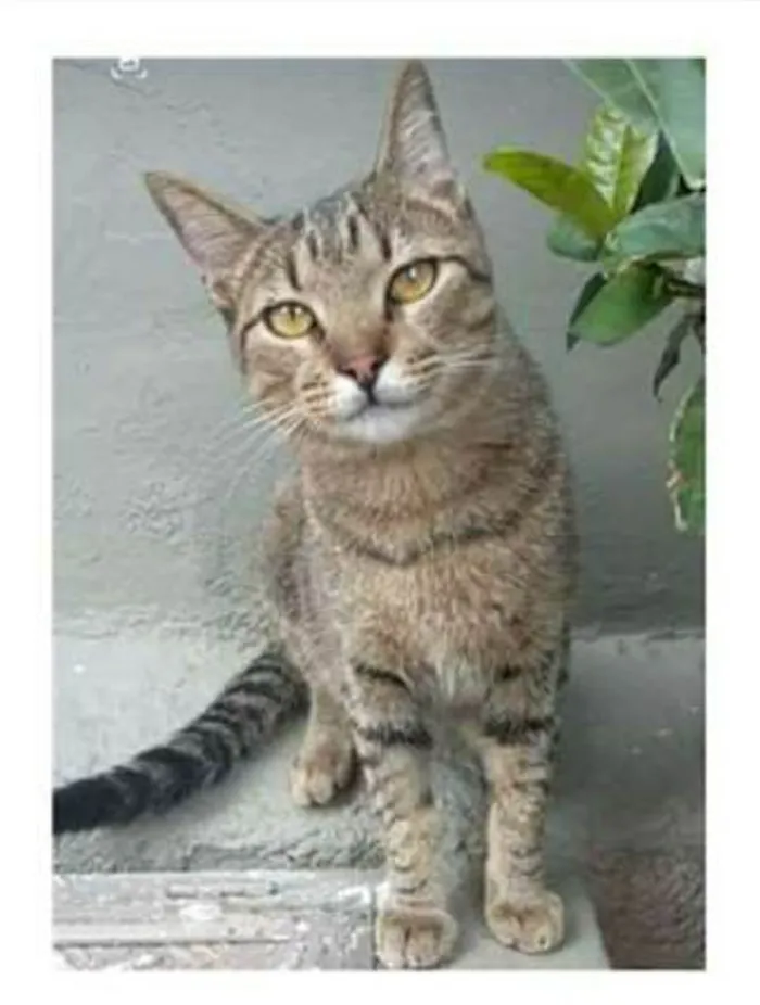 Gato ra a srd bicolor idade 7 a 11 meses nome TIQUINHO