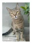 TIQUINHO