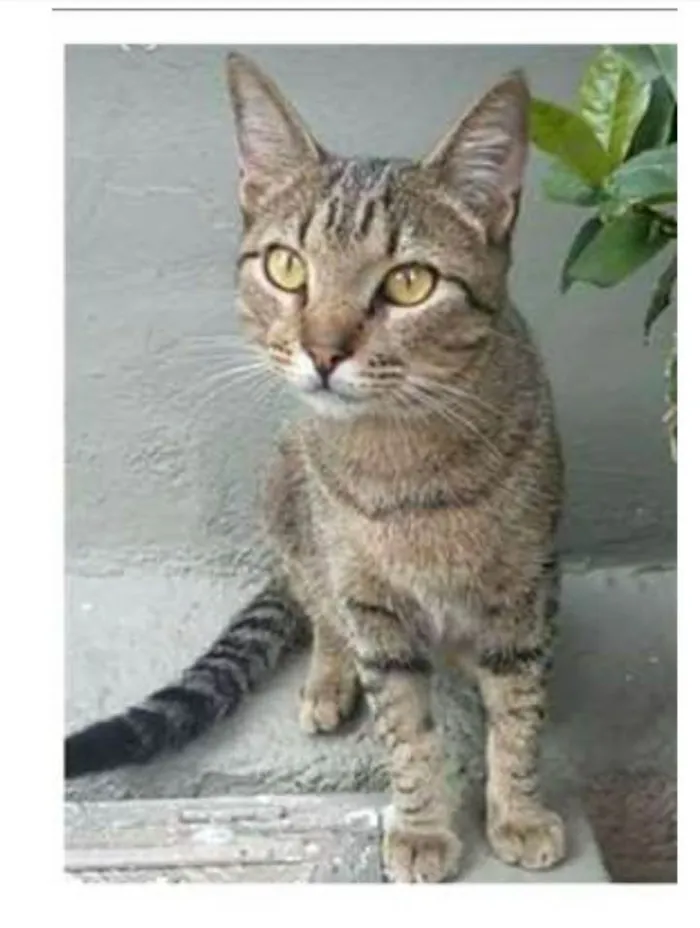 Gato ra a srd bicolor idade 7 a 11 meses nome TIQUINHO